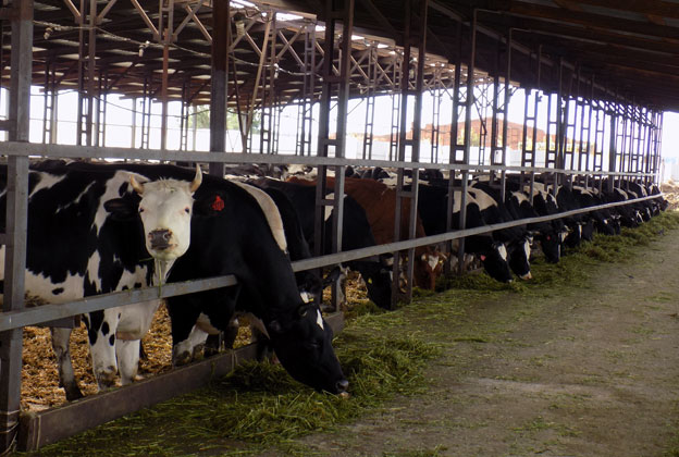 Молодые коровы на ферме ОАО Рузское молоко