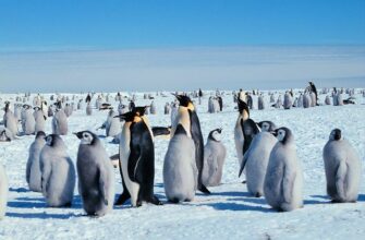 Kaiserpinguine mit Jungen. Photo: Michael Van Woert