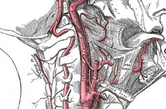 Carotid artery