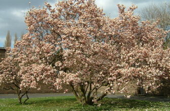 Magnolien tree. Photo: Wikipedia