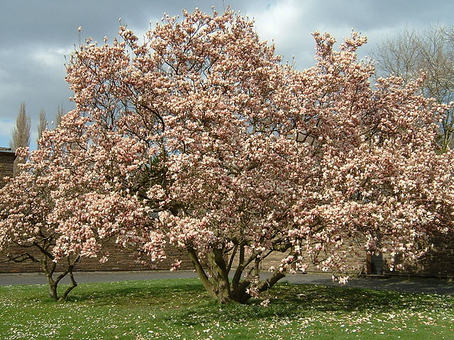 Magnolien tree. Photo: Wikipedia