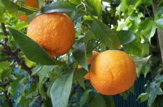 Citrus aurantium. Photo: Wikipedia