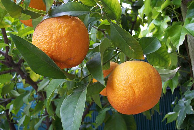 Citrus aurantium. Photo: Wikipedia