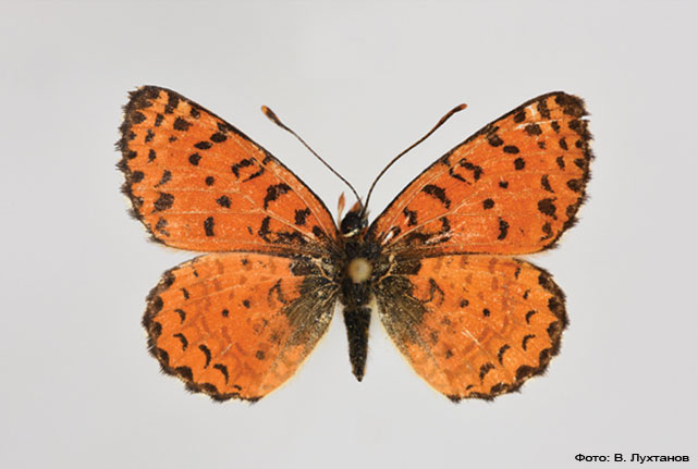 Учёные СПбГУ открыли новый вид бабочек - Melitaea acentria (Шашечница Ацентрия)