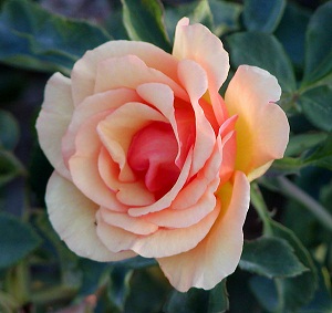 Флорибундая роза Rosa Anne Harkness