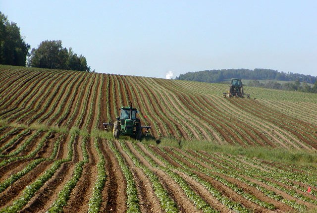 Potato Field in USA. Photo: Wikipedia