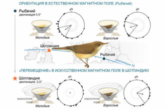 Ученые СПбГУ узнали, как ориентируются птицы