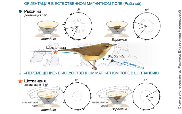 Ученые СПбГУ узнали, как ориентируются птицы