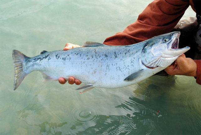 Росрыболовство: правила вылова лосося будут изменены