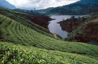 Sri Lanka Teeplantage