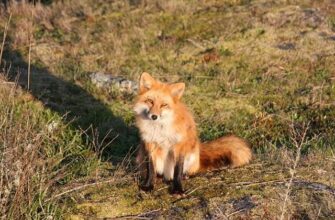 Red fox