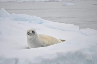 Antarctica