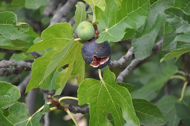 Figs