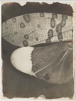 Микрофотография. Крылья бабочки. Национальный музей науки и медиа, Брэдфорд, Великобритания © Science & Society Picture Library