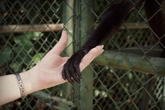 Hand of primat