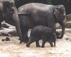 Слоники в Тайланде