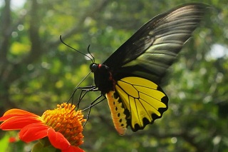 Фермы бабочек в Тайланде
