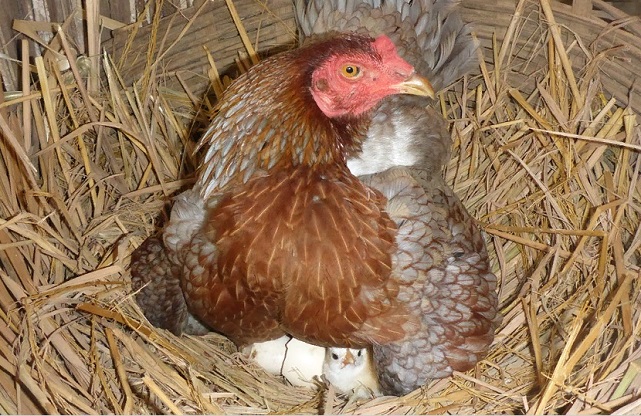 Наноструктуры и их секреты объяснили курицы и яйца