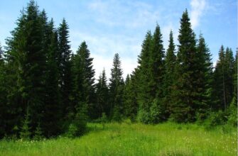 Через несколько лет хвойные леса спасутся перекисью водорода