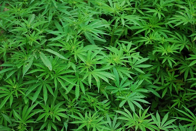 Более половины французов одобряют легализацию марихуаны