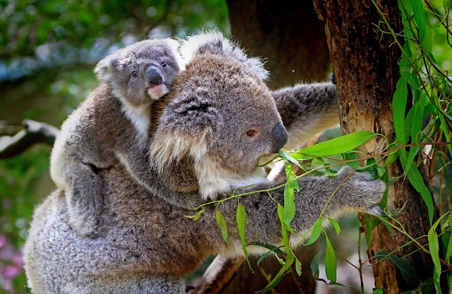 Почему коала ест эвкалипт? Учёные объяснили диету животного