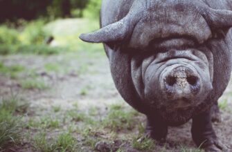 Китай устроил бойню десятков тысяч свиней из-за чумы