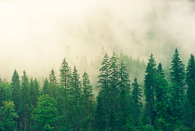 Лес – самый дешевый способ решения климатических проблем