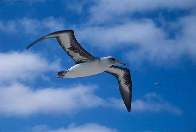 Средняя скорость полета альбатроса 50 км/ч, максимальная – 80 км/ч. За день взрослая птица пролетает 800-1000 км.