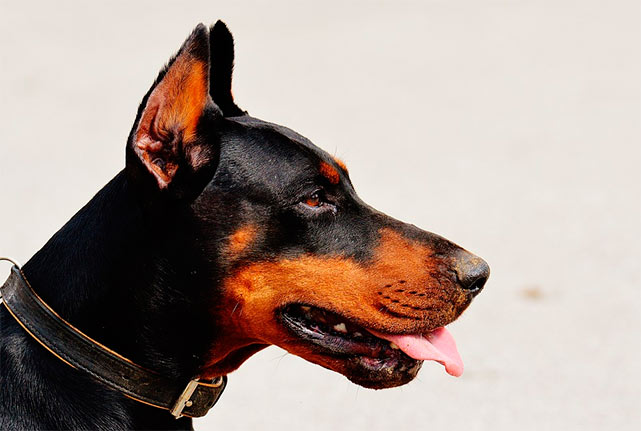 Госдуме предложили ввести наказание за нападение собак