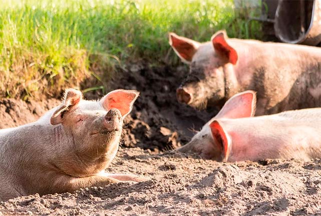 Дания растит свиней без антибиотиков
