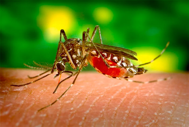 Google бьётся с комарами