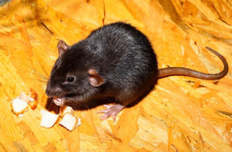 Крысы тоже адаптируются к коронавирусу