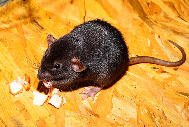 Крысы тоже адаптируются к коронавирусу