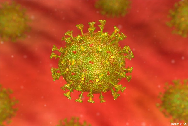Найден ещё один механизм защиты организма от коронавируса