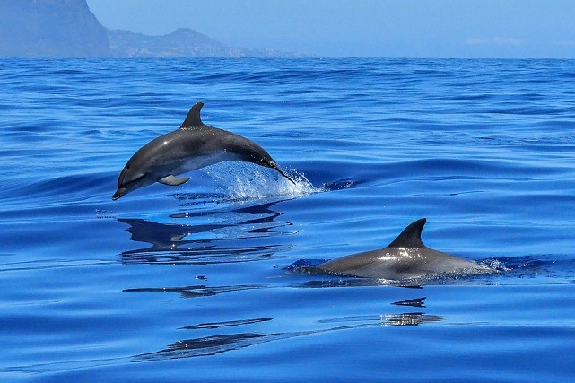 Охота на дельфинов