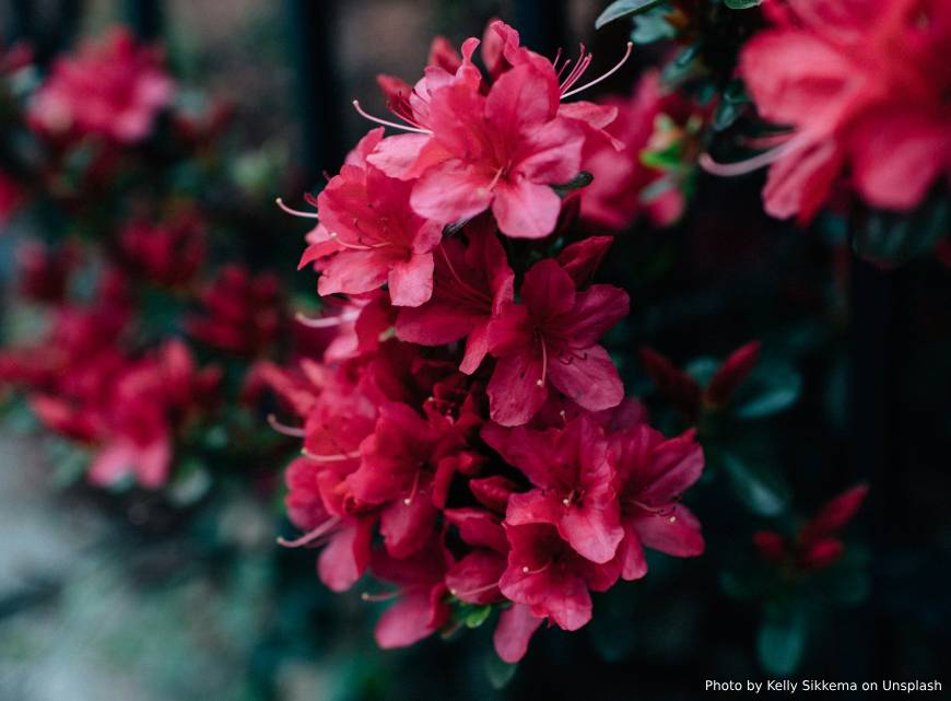 Justin Stebbing about rhododendrons filtering potential