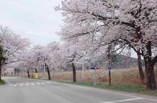 цветение сакуры в Южной Корее
