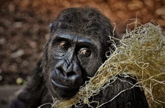 вымирание горилл