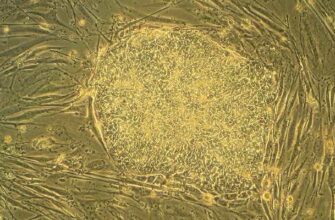 биомеханика клетки