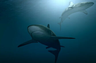 акулы магнитное поле