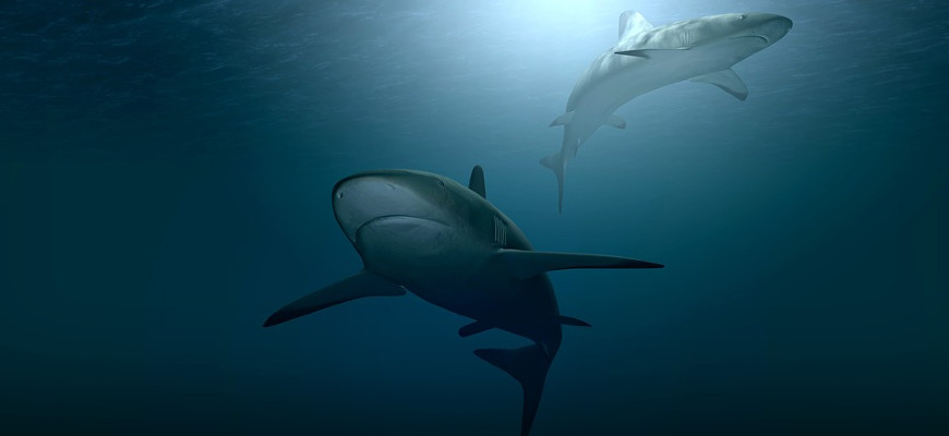 акулы магнитное поле
