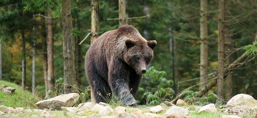Устойчивость к антибиотикам найдена уже у медведей