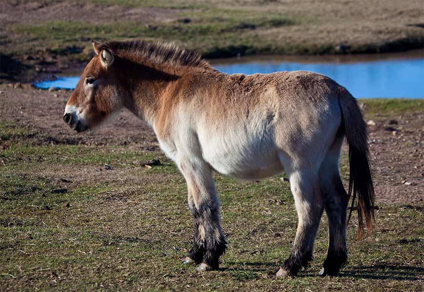 Лошадь Пржевальского - одичавший потомок ботайской породы