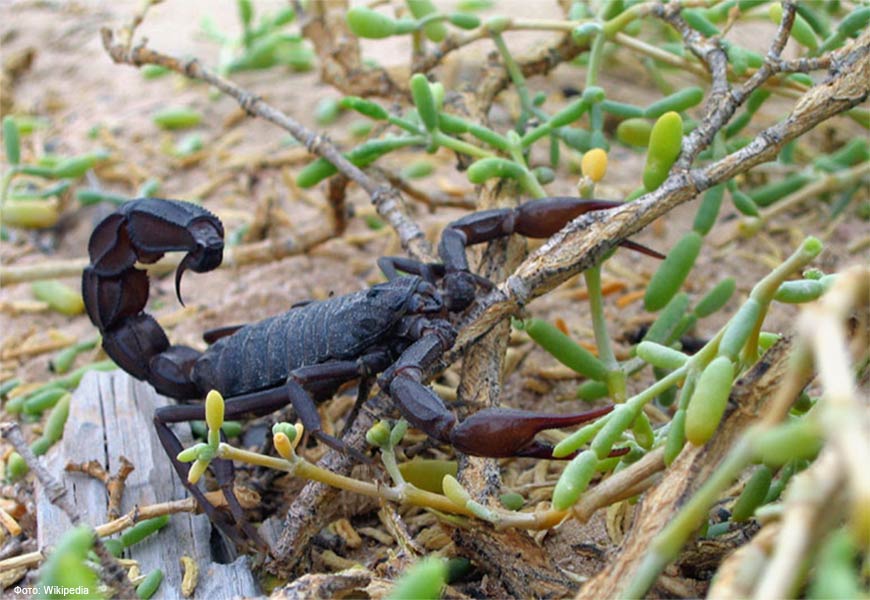 Арабский толстохвостый скорпион (Androctonus crassicauda) - самый опасный скорпион в мире живет в горах Асуана, на которые обрушились ливни.