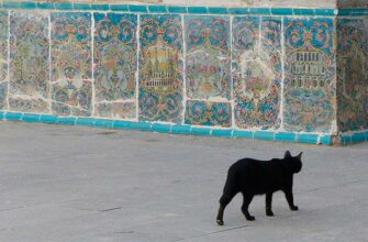 В Иране могут запретить держать животных дома