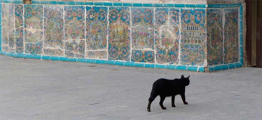 В Иране могут запретить держать животных дома