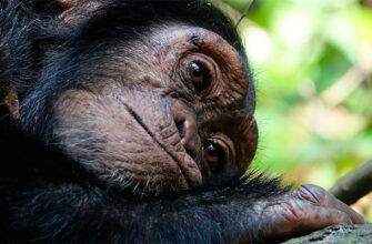 Шимпанзе лечат себя и сородичей насекомыми