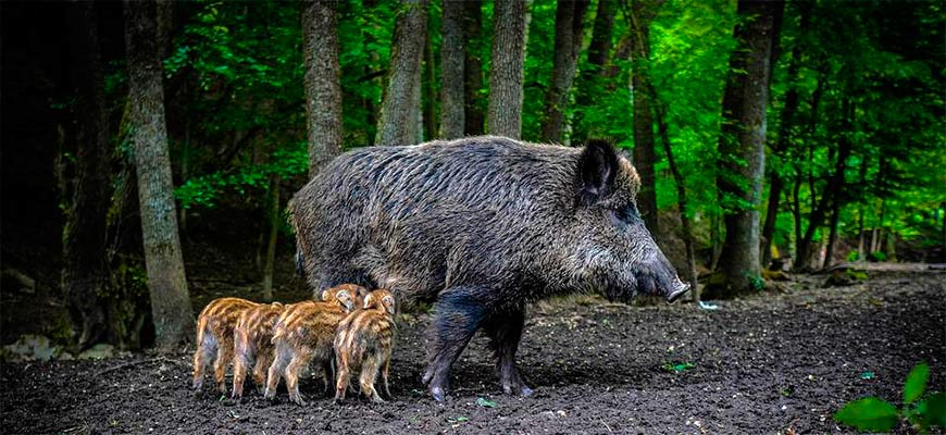 Новое нашествие на Рим – теперь это кабаны