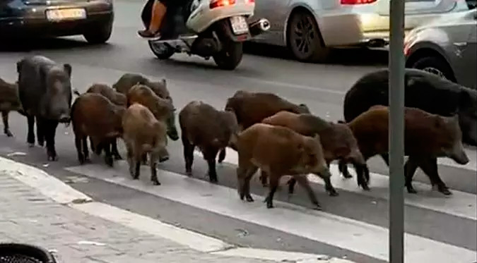 На видео, о котором все говорят в Риме на этой неделе, полтора десятка кабанов спокойно двигаются сквозь столичную пробку.