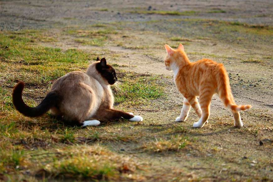 Кошки иногда ссорятся